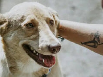 „Pomiędzy łapą a sercem”. Już w ten weekend dzień wolontariatu w Ekostraży