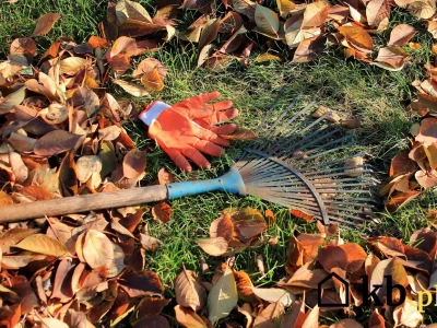 Magiczny trik ogrodników? Jesienny nawóz, który działa lepiej niż chemia!