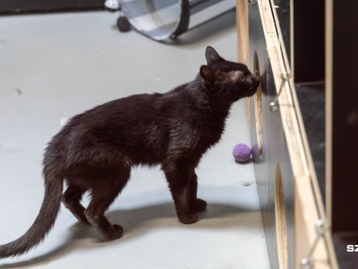 Wolontariusze do schroniska poszukiwani