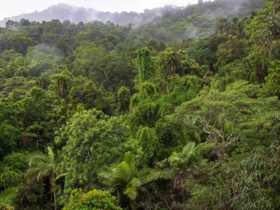 Więcej emitują niż pochłaniają. Zła wiadomość z australijskich lasów deszczowych