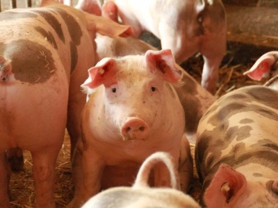 Dania: Po gwałtownych obniżkach, ceny tuczników łapią stabilizację