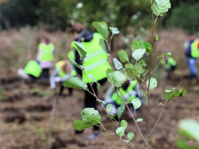 Pół tysiąca nowych drzewek w ramach akcji Novy Las