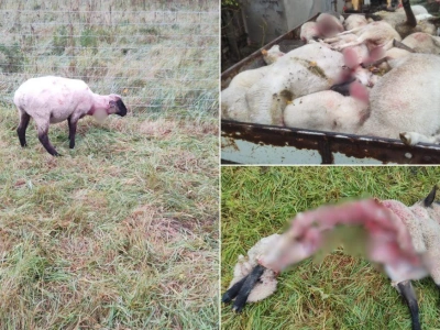 Rolnik stracił 90 proc. stada. 