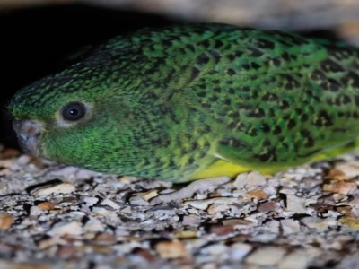 Ten ptak miał wymrzeć ponad 100 lat temu. Został „ponownie odkryty” w Australii