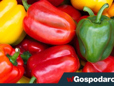 Dramat z papryką! Na polach urodzaj, którego nikt nie chce