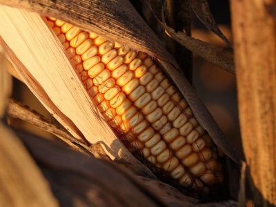 „Spadło tylko 150 ml deszczu, obawialiśmy się. Jednak był to dobry rok”. Rolnicy podsumowali zbiory kukurydzy