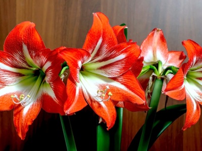 Nie przegap terminu sadzenia amarylisa. Zakwitnie akurat na Boże Narodzenie