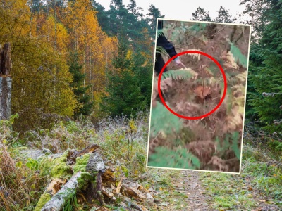 Poszli na grzyby, pokazali, co kryło się w zaroślach. 