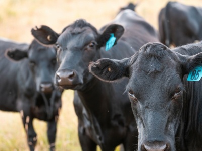 Największa przyczyna marnowania jedzenia. Ta hodowla nie karmi świata