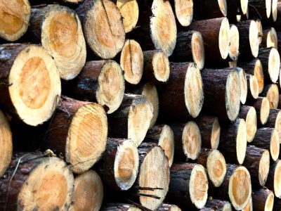 To drewno może równać się z bukiem i grabem. Ma krótki czas sezonowania, jest tanie i łatwo dostępne