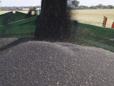 Mniejszy import rzepaku Unia nadrabia zakupami oleju i śruty, co wpływa na ceny rzepaku