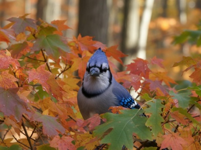 Sójka leci na Hugging Face – polski model AI do walki z toksycznymi treściami