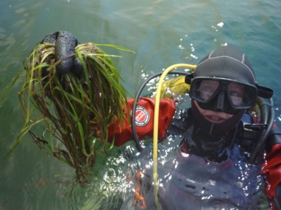 Cicha rewolucja pod wodą. Odbudowują podwodne łąki Bałtyku