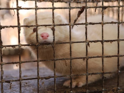 Rolnicy ostrzegają polityków: Łapy precz od jakiejkolwiek hodowli