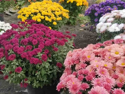 Tych chryzantem nie kupuj na 1 listopada. Kasa wyrzucona w błoto