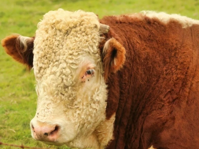 Tragedia w gospodarstwie. Byk zaatakował i zabił 57-letnią rolniczkę