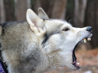Psy zagryzły 46-latka na grzybobraniu. Jest decyzja ws. właściciela