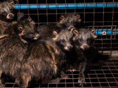Koniec hodowli zwierząt na futra! Ponadpartyjna zgoda na zakończenie ery cierpienia