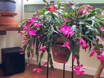 Turbodoładowanie dla grudnika masz w kuchni. Rozkwita na całego już w listopadzie