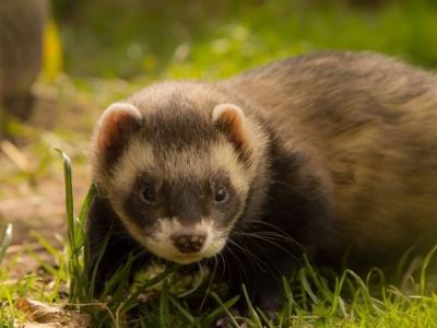 Nowe przepisy o ochronie zwierząt. Przełomowa decyzja Sejmu, branżę trzeba wygasić