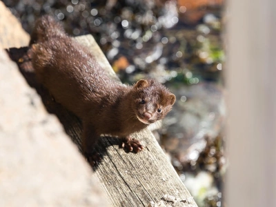Zakaz hodowli zwierząt na futra. Sejm zdecydował
