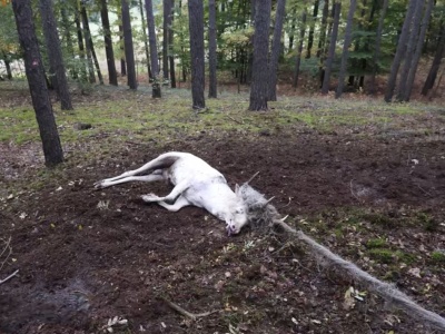 Akcja ratunkowa w lesie. Co za nietuzinkowy zwierz