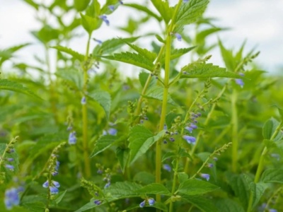 Tarczyca bocznokwiatowa koi i odżywia układ nerwowy