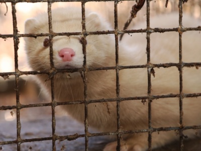Sejm za zakazem hodowli zwierząt na futra. Będzie okres przejściowy i odszkodowania