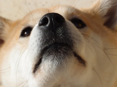 GROK od Muska grzmi — tyle wyniesie kurs SHIBA do końca października