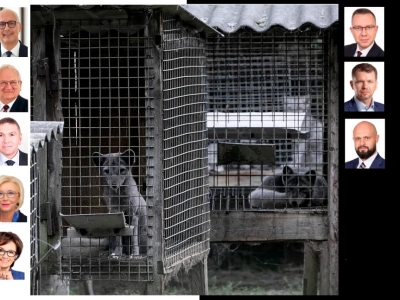 Sejm zakazał hodowli zwierząt na futra. Jak głosowali posłowie z okręgu legnickiego?