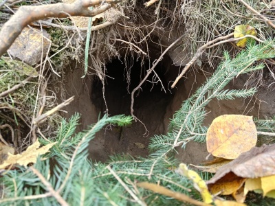 Straż Graniczna odkryła kolejny podkop na polsko-białoruskiej granicy