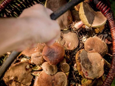 Grzybobranie jak pole minowe. Kary mogą sięgać 5000 zł