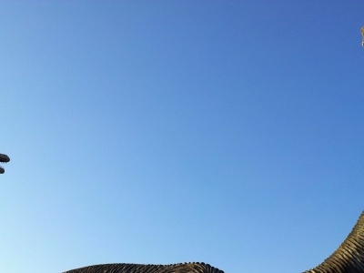 Te gigantyczne zwierzęta osiągnęły apogeum. Ich tajemnica została złamana