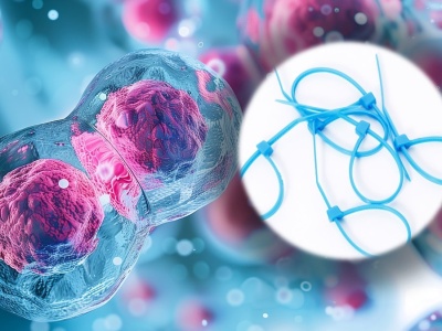 Twoje komórki używają trytytek? Polscy naukowcy właśnie to odkryli