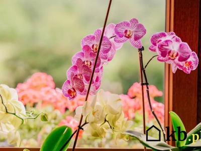 Ten błąd popełnia większość osób uprawiających storczyki. Przez to nie kwitną!