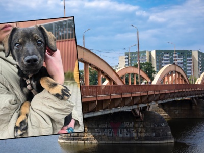 Wstrząsające sceny we Wrocławiu. Kobieta chciała wrzucić szczeniaka do Odry