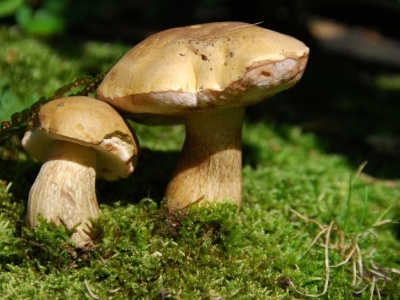 Przypomina borowika, ale lepiej go omijać. Zepsuje całą potrawę