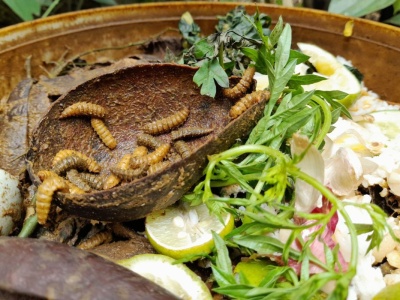 Widzisz je w kompoście? Lepiej zacznij działać. Te larwy zniszczą twoje plony