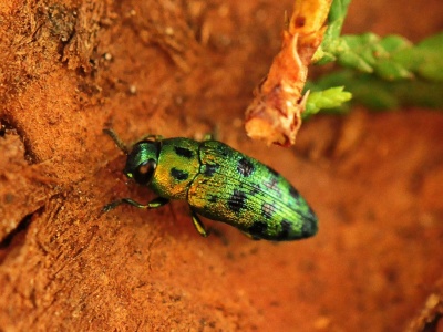 Inwazyjny chrząszcz zagraża zieleni Rzeszowa – Dumek jałowcowy coraz częściej spotykany w mieście