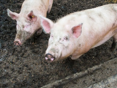 Aktualne ceny tuczników 2025 rozczarowują! Rolnicy mówią o wolontariacie