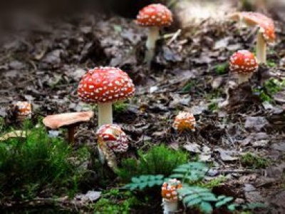 Muchomory modne na Instagramie? Toksykolog: eksperymenty mogą zabić