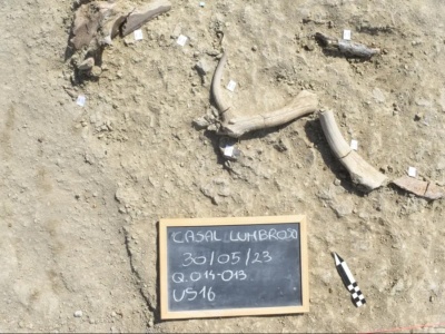 Rzymskie safari sprzed 400 tys. lat. Słonie nie miały szans