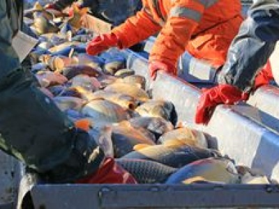 Karp na święta 2025. Hodowcy zapowiadają, że będzie drożej