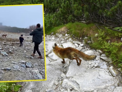 Dziecko dokarmiało lisa w Tatrach. Tak zareagował ojciec. 