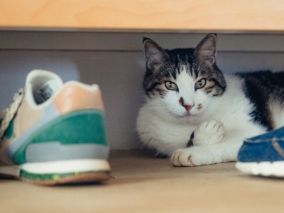 Kot leży i zachowuje się w ten sposób? To może świadczyć o jednym problemie