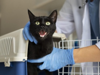 Nie przegap!!! Urząd Miasta w Częstochowie sfinansuje sterylizację i kastrację psów oraz kotów. Nabór zgłoszeń trwa do 24 października