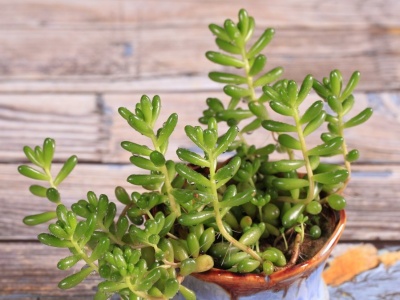 Grubosz gubi zdrowe liście. Co się dzieje z drzewkiem szczęścia?