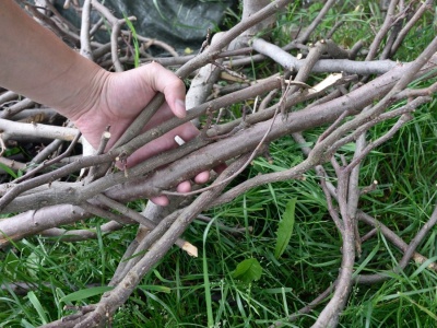 Czy pobliski las to darmowe źródło opału? Oto kiedy wolno zbierać chrust