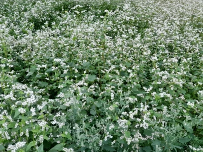Czy gryka się opłaca? Kalkulacja opłacalności uprawy
