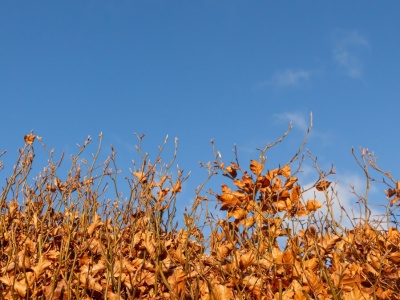 Ten żywopłot bije na głowę bukszpany i tuje. Ma piękne, jesienne kolory